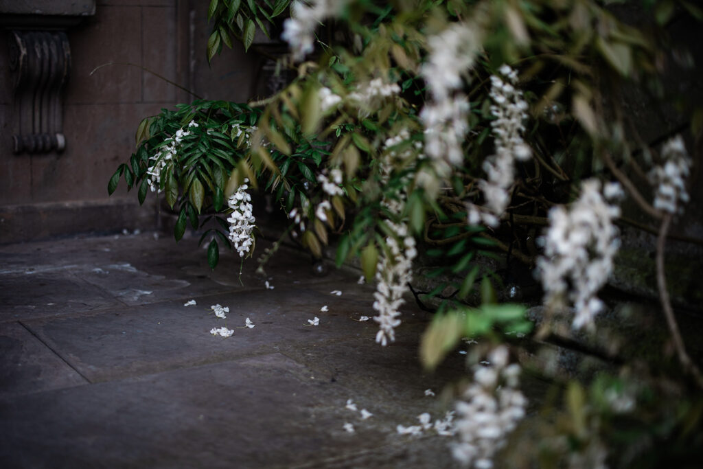 Wisteria in Shropshire