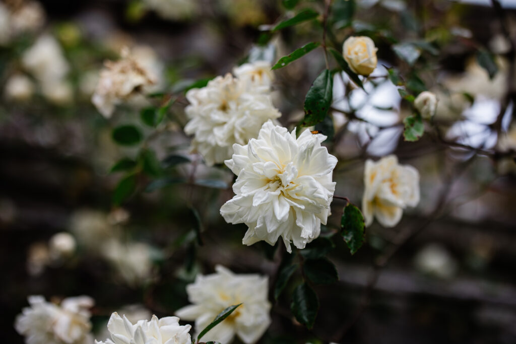 Bovey Castle captured by Laura Rosemary Photography