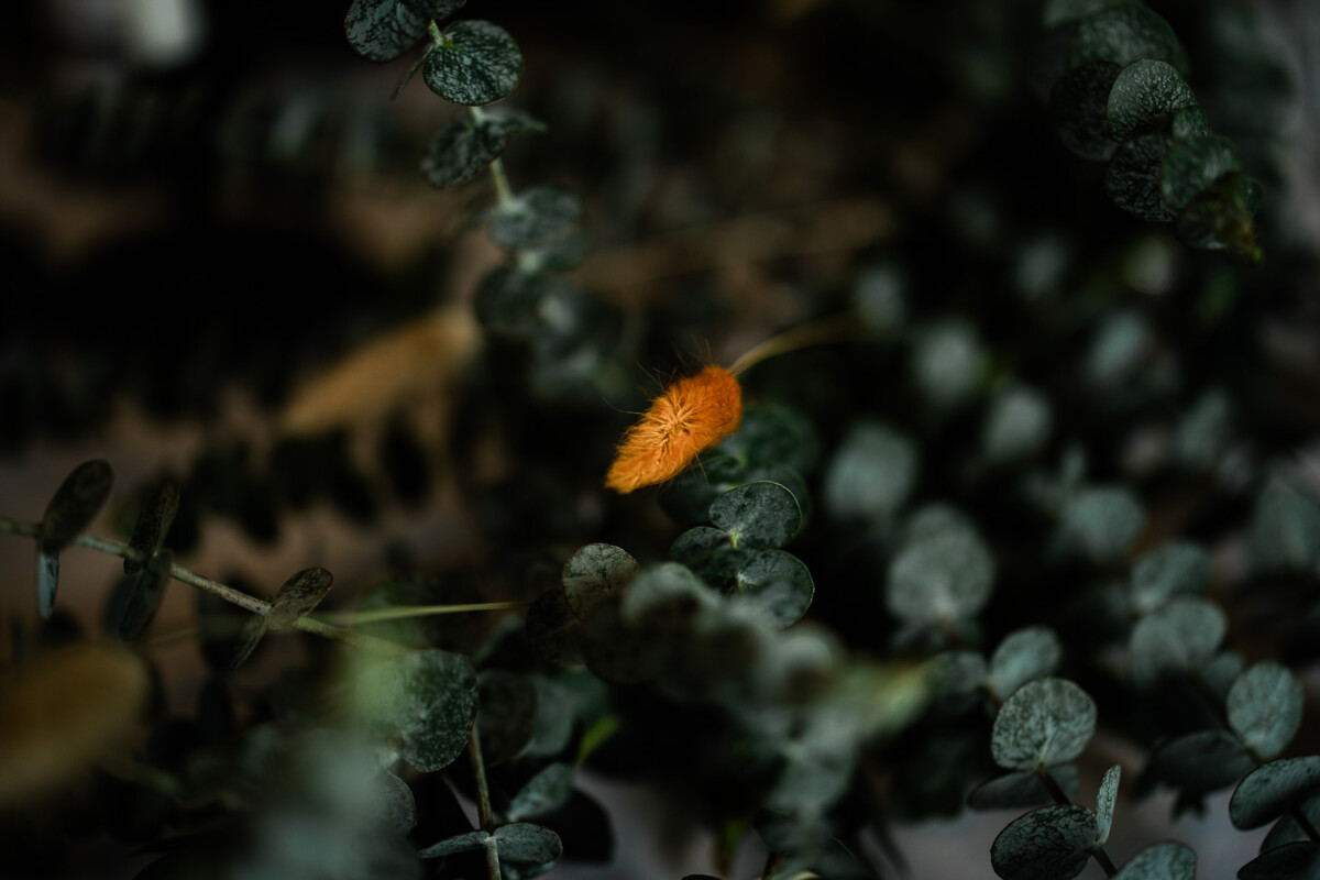 Polurrian on the lizard wedding photography of an autumnal themed wedding reception