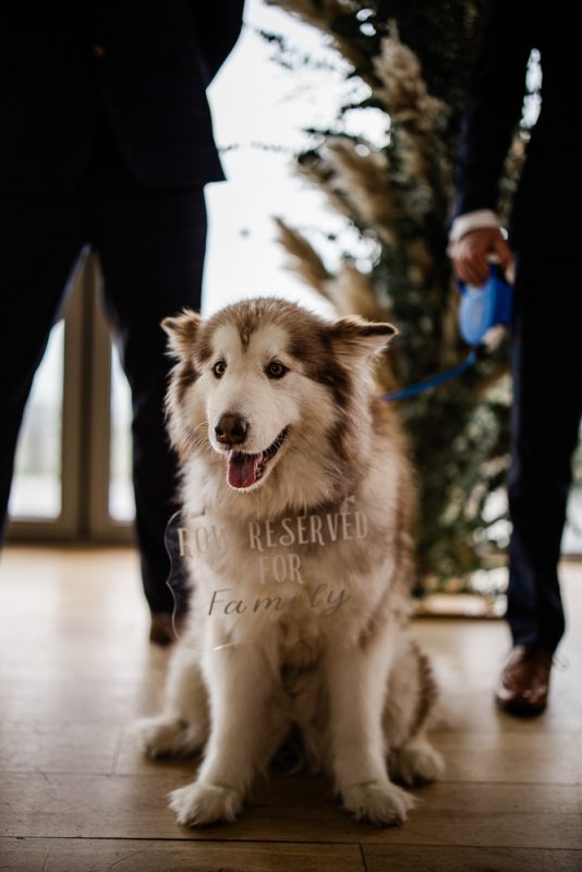 A wedding dog stands at the altar during a wedding ceremony