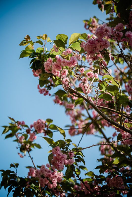 Cherry blossoms for a spring wedding